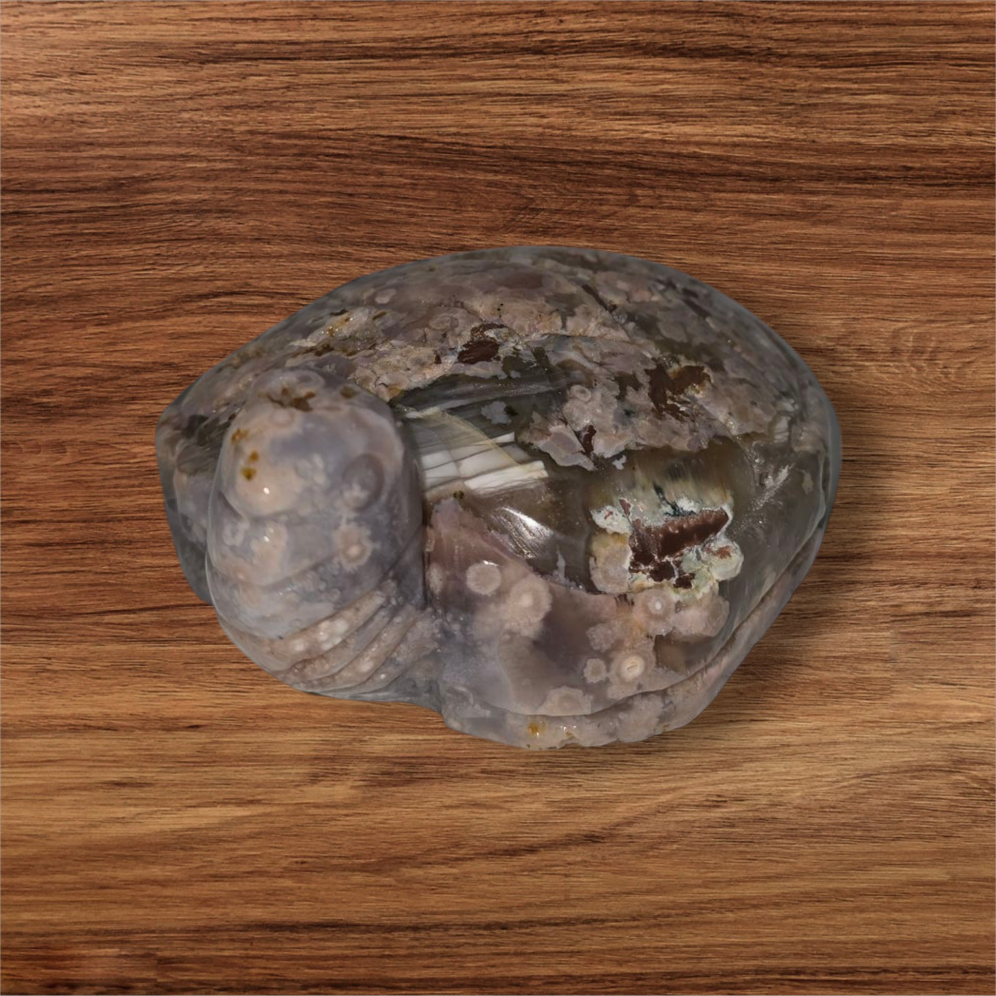 Mexican flower agate turtle